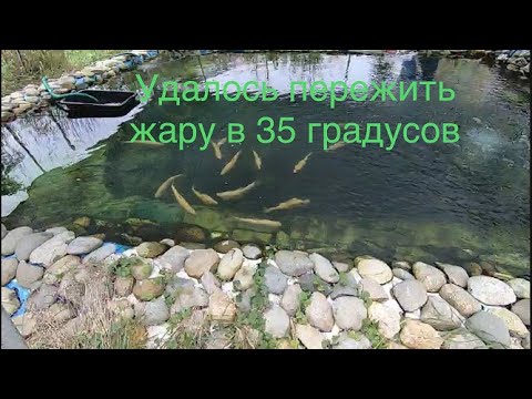 Видео: Форель в дачном пруду после жары 35 градусов  Как мне удалось ее сохранить