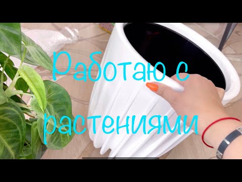 Видео: Пересадка новых папоротников #лигодиум#живородящий#блехнум