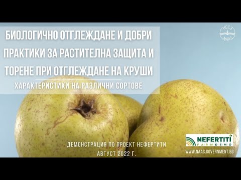 Видео: Биологично  отглеждане на круши. Характеристики на различни сортове