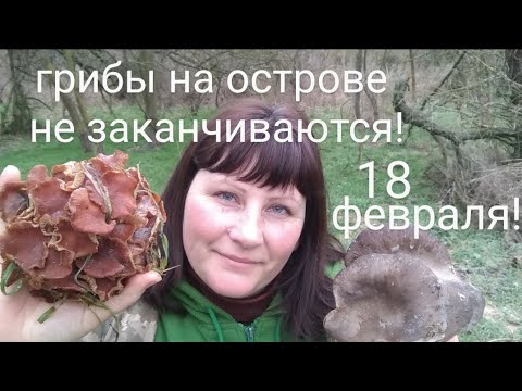 Видео: Сбор грибов в феврале! Грибы на острове не заканчиваются!