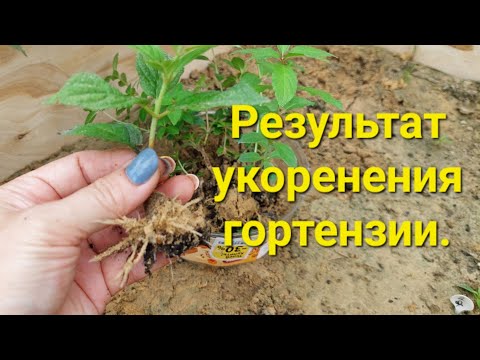 Видео: Результат укоренения гортензий.Самый простой способ.