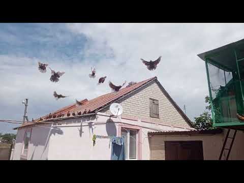 Видео: Николаевские голуби.Мои красные.