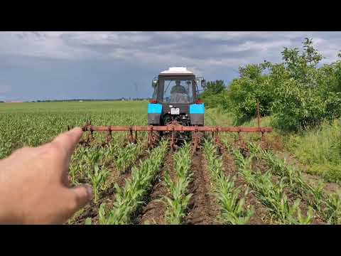 Видео: Междурядная культивация кукурузы долотами.