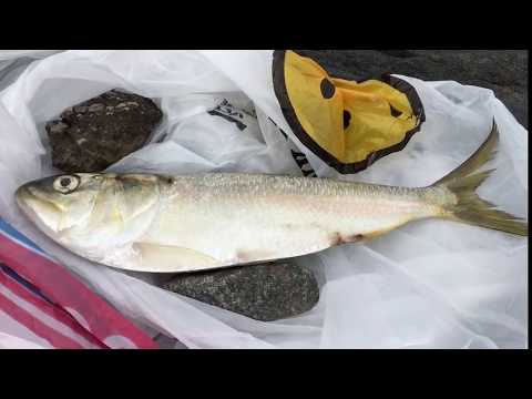 Видео: Fishing in NYC - Рыбалка в Нью-Йорке: как я поймал и сожрал акулу