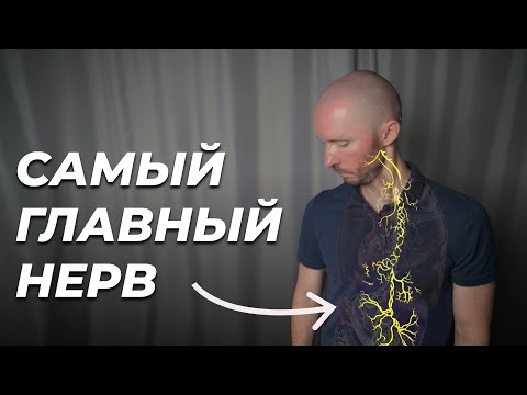 Видео: Главный нерв твоего спокойствия, пищеварения, давления