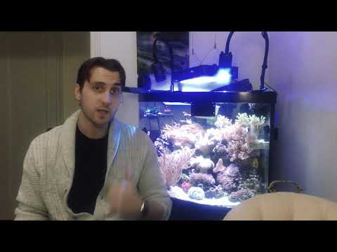 Видео: Обсуждаем свет в морском аквариуме. Лампы и светильники для рифа