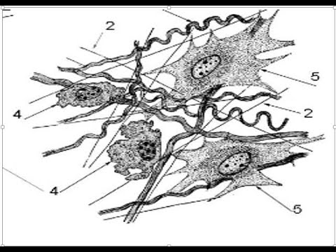 Видео: Лекція - Сполучні тканини