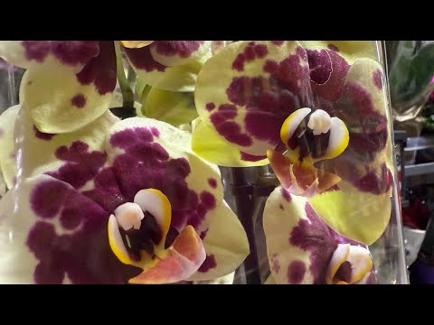 Видео: Красивые Редкие орхидеи в Kaufland. Schöne Orchideen sind bei Kaufland nicht teuer.