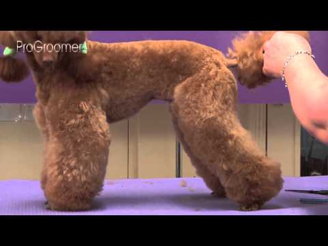 Видео: Руководство по уходу за миниатюрным пуделем (ламб-трим) — профессиональный грумер