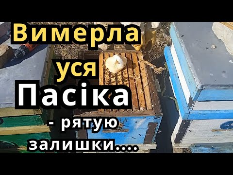 Видео: Відновлення Пасіки Рятую Бджоли  Працюємо