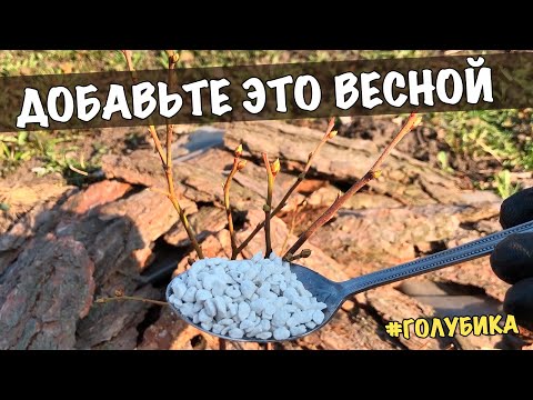 Видео: ГОЛУБИКА уход ВЕСНОЙ. Добавьте это в апреле, мае для большого урожая!