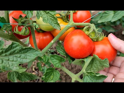 Видео: ЯК  ПРАВИЛЬНО  ЗІБРАТИ  ТА  ЗБЕРІГАТИ  НАСІННЯ  ПОМІДОР