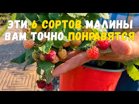 Видео: Лучшие ремонтантные сорта малины для Подмосковья. Как выбрать саженцы малины.