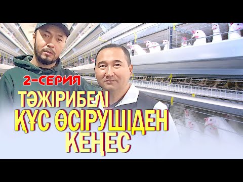 Видео: Тәжірибелі құс өсірушіден кеңес /// 2-серия (қаз тілінде)