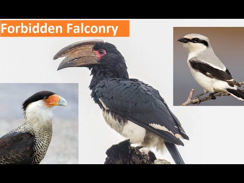 Видео: Запрещенная соколиная охота