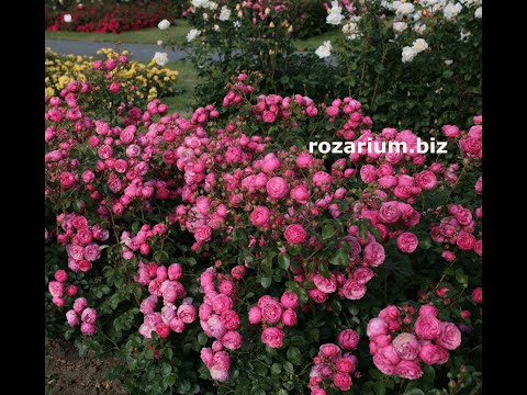 Видео: обработка роз от болезней и вредителей осенью, питомник роз полины козловой rozarium.biz