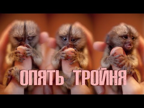 Видео: Обезьянки игрунки родили тройню. ОПЯТЬ.