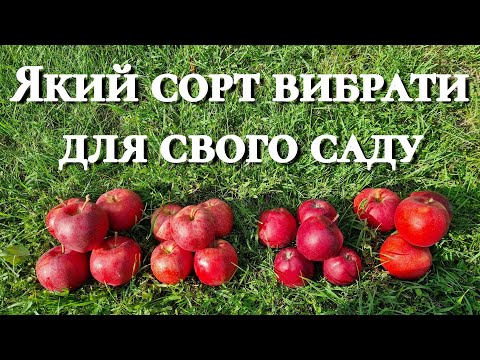 Видео: Зрівнянний огляд.Гала Дарк Барон.Гала Брукфілд.Гала Галівал.Гала Шніга Шніко Ред.