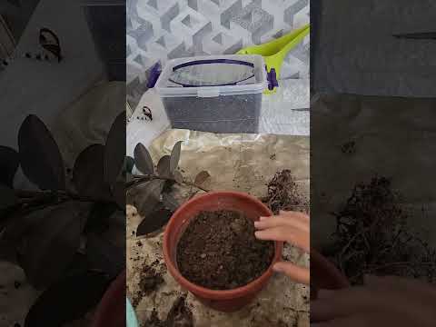 Видео: N⁰-206. Кора шахзода гулини парвариши...