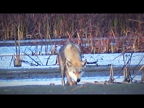 Видео: ВСТРЕТИЛ ВОЛКА. ОХОТА НА УТКУ, тут её ОЧЕНЬ МНОГО. Затерянный мир (попытка №1)