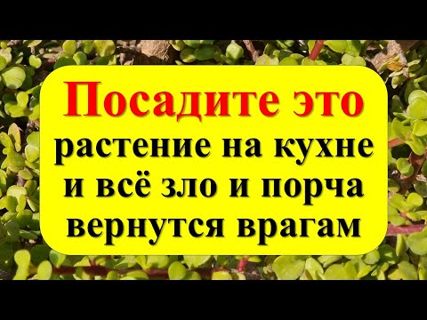 Видео: Посадите это растение на кухне и всё зло вернутся врагам. Какие цветы нельзя держать в доме. Ритуал