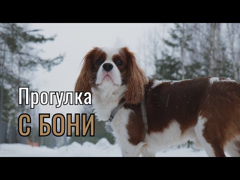 Видео: Прогулка с Бони (Кавалер Кинг Чарльз Спаниель)