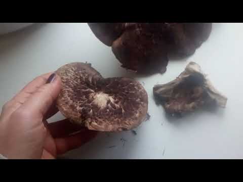 Видео: Странный большой коричневый гриб