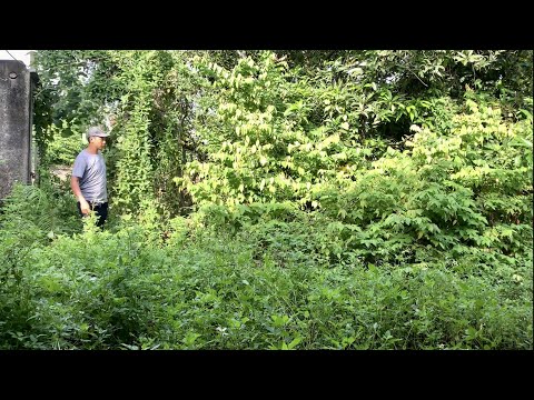 Видео: В восторге от уборки заросшей травы во дворе заброшенного дома Супер бесплатно