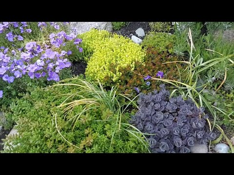 Видео: СЕДУМЫ и КАМЕННЫЕ РОЗЫ 🌹 в моём саду # Sedum und Steinrosen in meinem Garten...