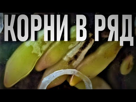 Видео: ЭКСПЕРИМЕНТ С КОРНЯМИ ОРХИДЕИ! КАК Я СДЕЛАЛА ЭТО? КУДА СПЕШАТ КОРНИ ОРХИДЕИ? ВО МХУ ПОЛ ГОДА!!