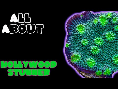 Видео: Все о голливудском потрясающем Chalice Coral