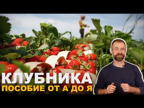 Видео: Календарь ухода за клубникой на весь сезон.