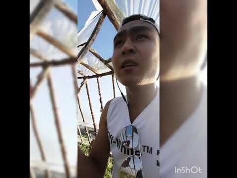 Видео: Жылыжайға (теплицаға) керекті 11 ақпарат