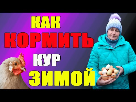 Видео: Как кормить кур зимой.