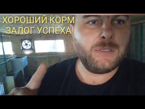 Видео: Ростут быстро а едят мало. Корм для поросят с БМВД