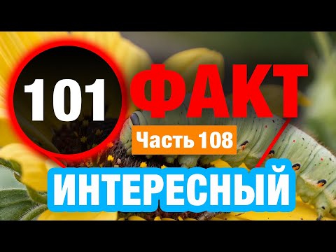 Видео: 101 Фактов, Которые Напомнят О Красоте Нашего Мира