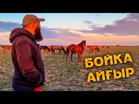 Видео: Жирен айғыр бойканың үйірін қарап келдім.