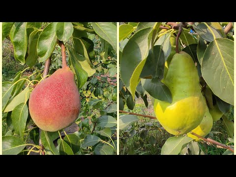 Видео: Груша Любимица Клаппа. Американская селекция. Сравниваю с грушей Видная(Бугристая).