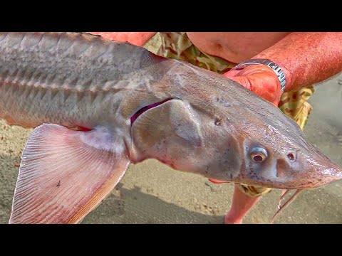 Видео: РЫБАЛКА, которую ждали- ЦАРСКАЯ РЫБА на простую закидушку! Щука атакует