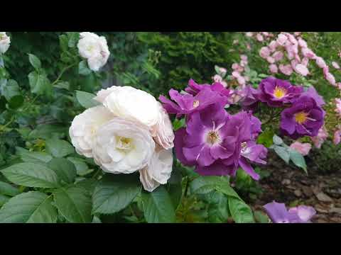 Видео: 🌿🌸🌸🌸🌿Начало цветения роз, мускусных  гибридов в полутенистой части сада, 12.06.2021, Ростов-на-Дону🌿