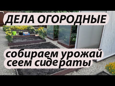 Видео: Огородные дела. Собираем урожай. Сеем сидераты