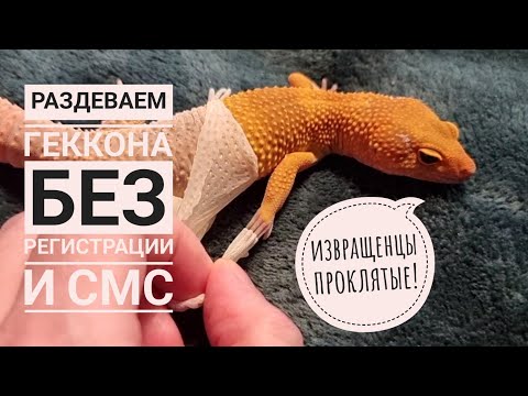 Видео: Снимаем с геккона шкуру! Почему, зачем? Во имя хайпа, конечно! (нет). В описании интересное