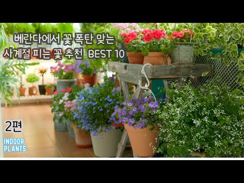 Видео: [4K] 10 лучших растений, которые цветут в любое время года в помещении, часть 2