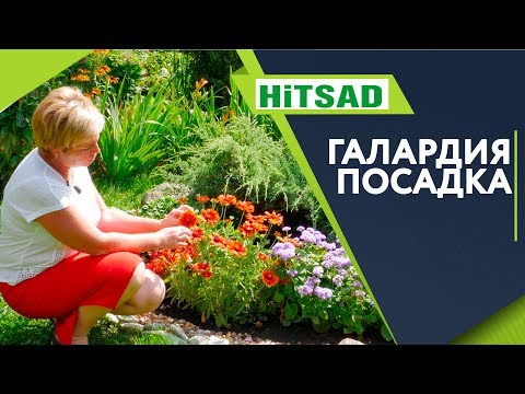 Видео: Прекрасная Галардия 🌺 Посадка и Уход 🌺 Советы От Хитсад ТВ
