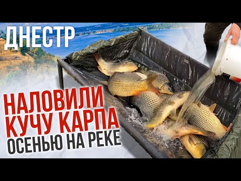 Видео: Ловля карпа на реке Днестр ПОЗДНЕЙ ОСЕНЬЮ по холодной воде.