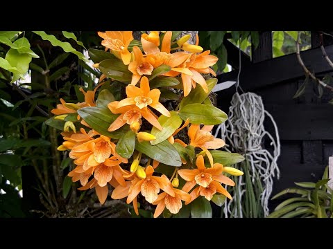 Видео: Дендробиум Stardust. Уход и содержание орхидеи на блоке. Dendrobium harveyanum.