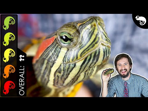 Видео: Красноухая черепаха — лучшая домашняя черепаха?
