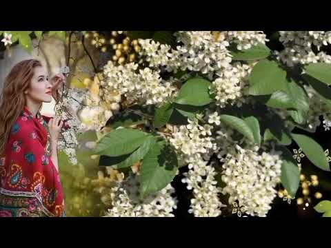 Видео: Цветёт черёмуха к похолоданию (кавер)