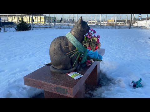 Видео: Коты Кузя и Твикс. Кладбище домашних животных в Санкт- Петербурге