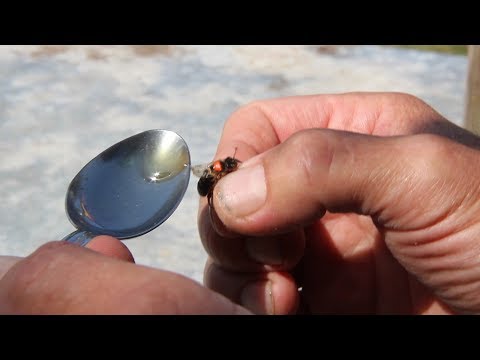 Видео: Экстремальный способ подсадки матки